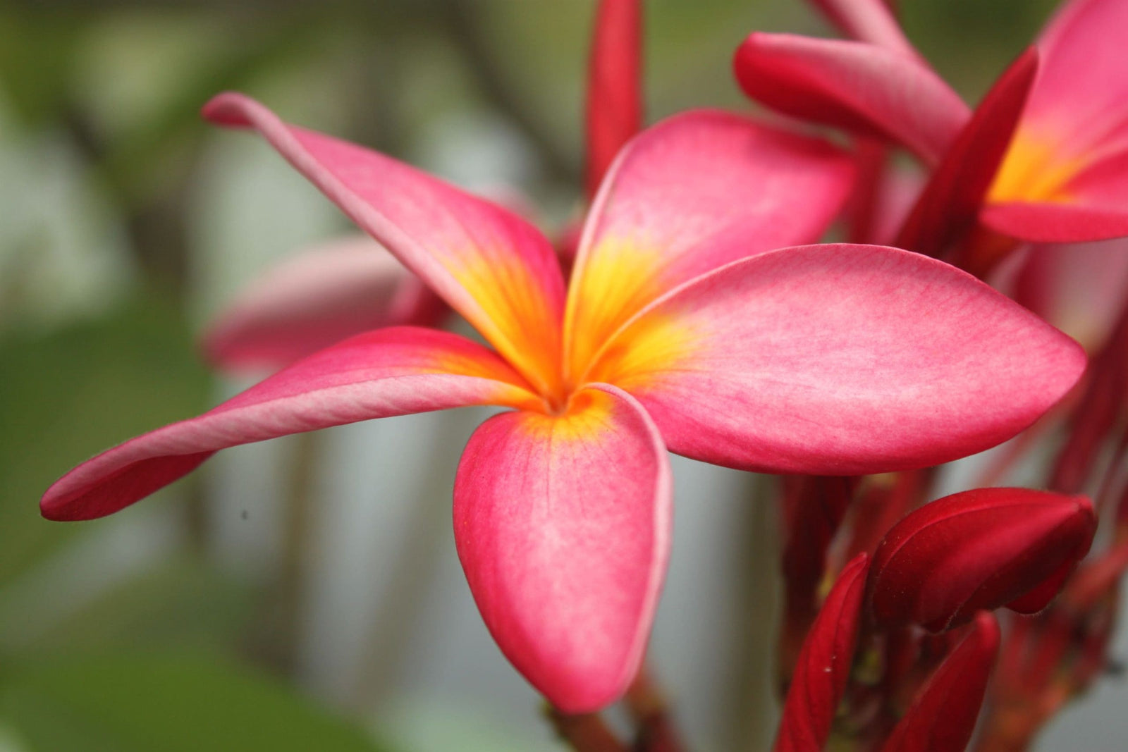 Frangipani (Plumeria rubra) - Ladybird Nursery