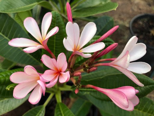 Frangipani Petite Pink (Plumeria obtusa) - Ladybird Nursery