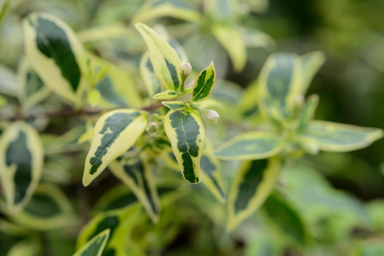Glossy Abelia Dwarf Variegated (Abelia grandiflora) - Ladybird Nursery