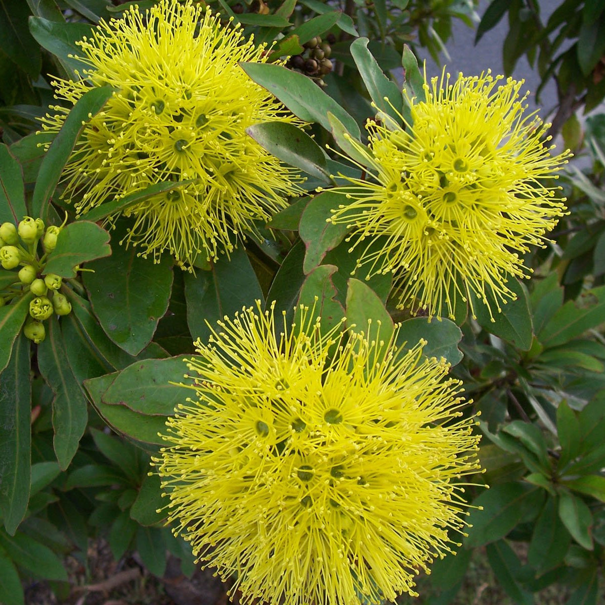 Golden Penda Little Goldie (Xanthostemon chrysanthus) - Ladybird Nursery
