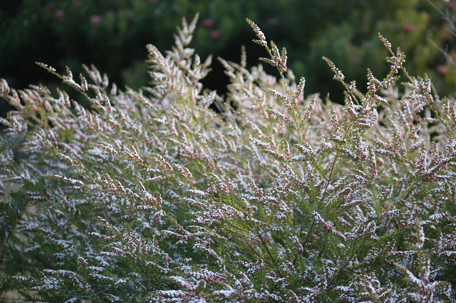 Grampians Thryptomene (Thryptomene saxicola) - Ladybird Nursery