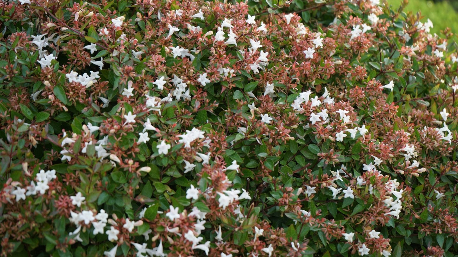 Glossy Abelia Dwarf (Abelia grandiflora) - Ladybird Nursery