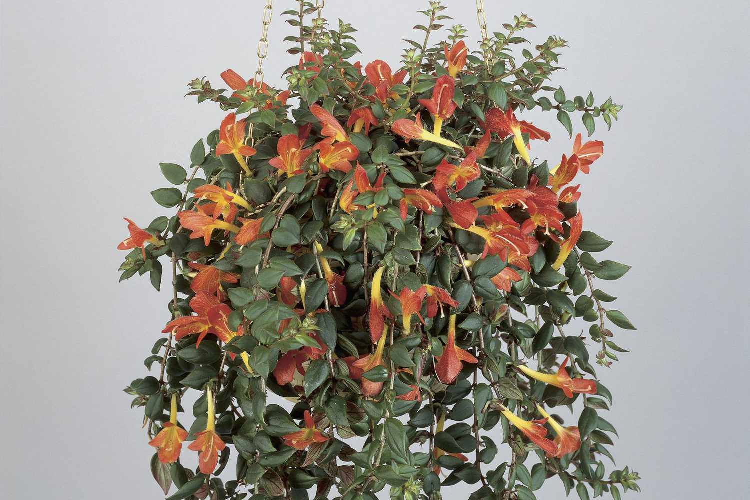 Goldfish Plant (Columnea gloriosa) - Ladybird Nursery