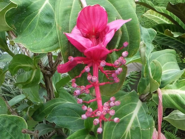 Medinilla 'Big Boy' (Medinilla apoensis) - Ladybird Nursery