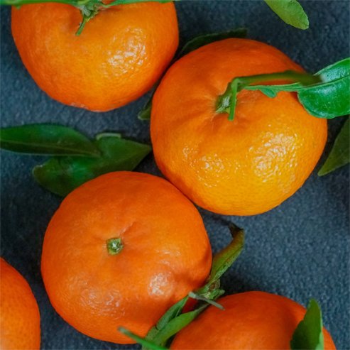 Mandarin Avana Late Imperial (QLD Only) - Ladybird Nursery