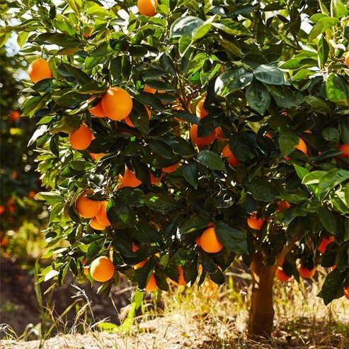 Orange Valencia (QLD ONLY) - Ladybird Nursery