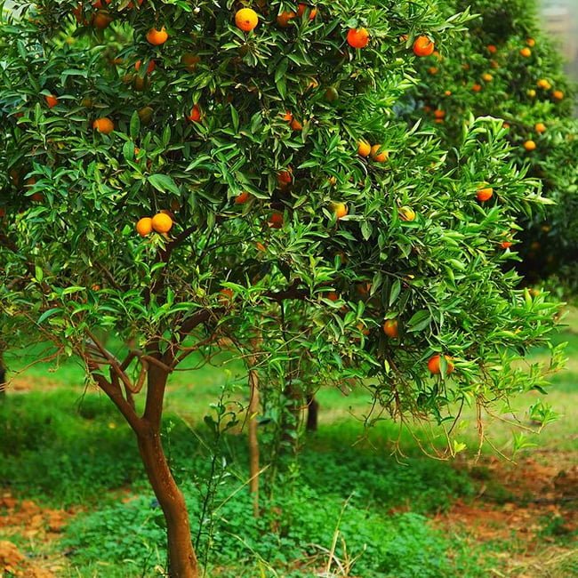 Mandarin Sunburst (QLD Only) - Ladybird Nursery