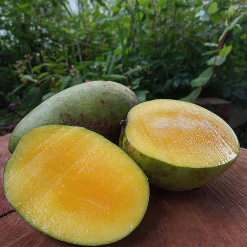 Mangifera Odorata