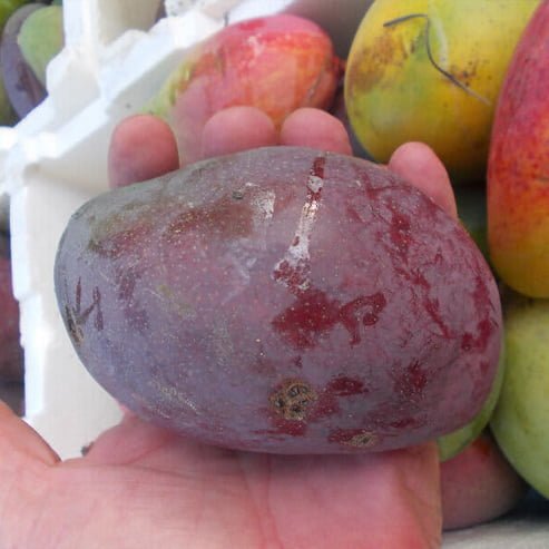 Mango Bullocks Heart - Ladybird Nursery