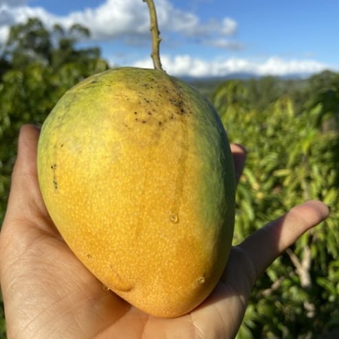 Mango 'Early gold'