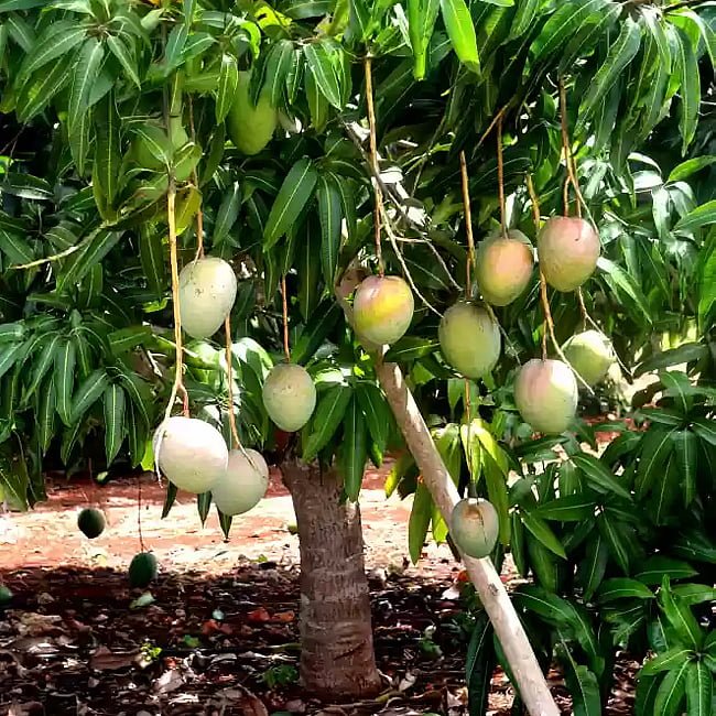 Mango Haden - Ladybird Nursery