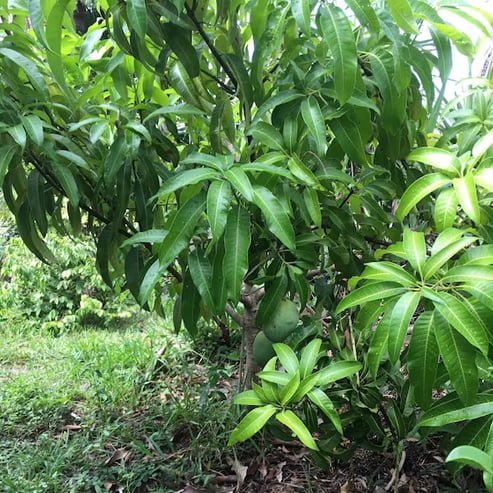 Mango Julie - Ladybird Nursery