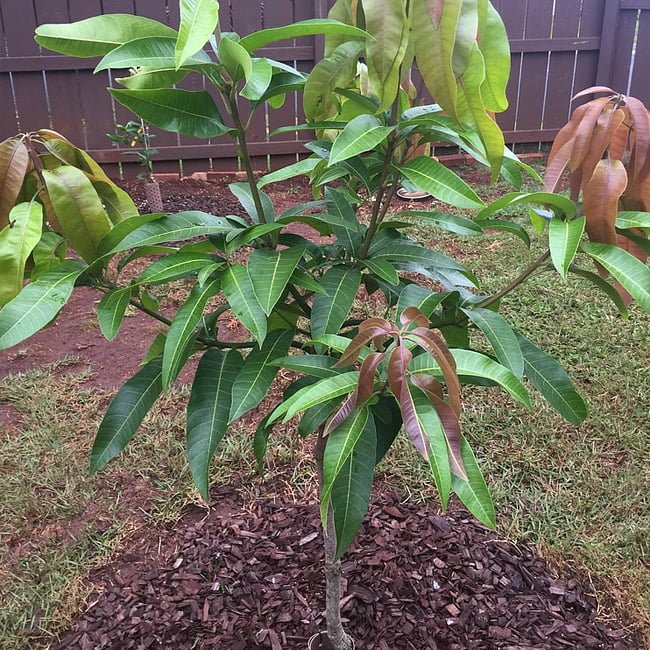 Mango Kalapadi - Ladybird Nursery