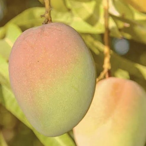 Mango 'Kensington Pride' - Ladybird Nursery