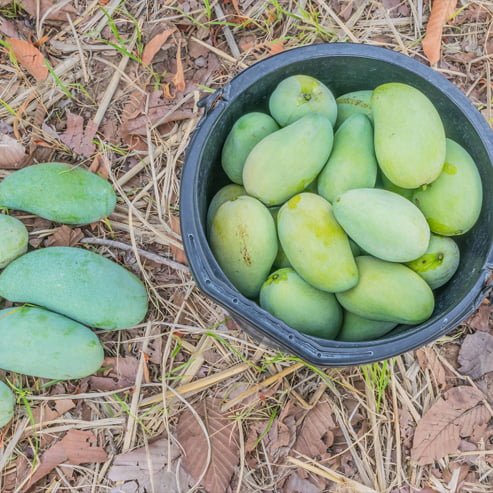 Mango Khiew Sawoey - Ladybird Nursery