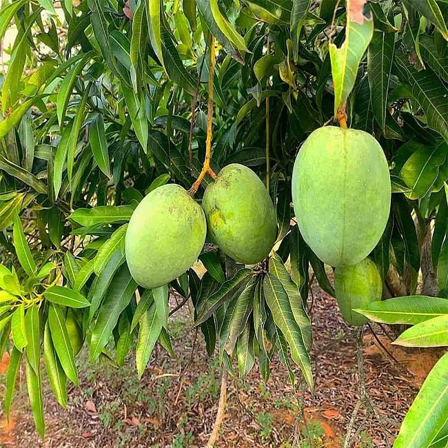 Mango Langra - Ladybird Nursery