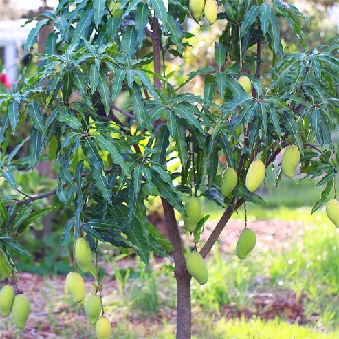 Mango Lemon Meringue PPK - Ladybird Nursery