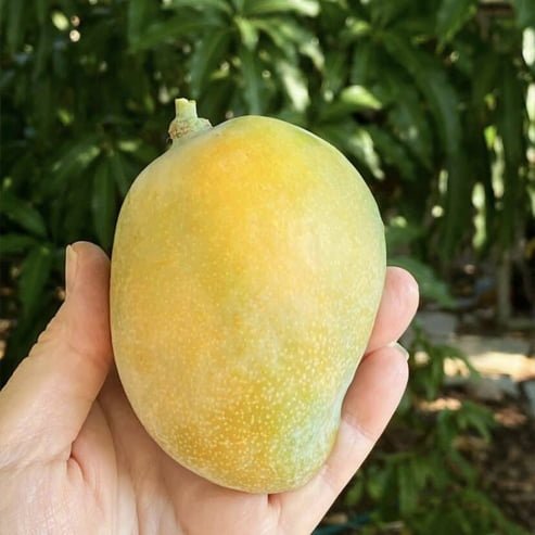 Mango Sweet Tart - Ladybird Nursery