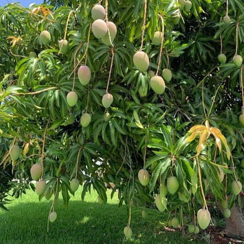 Mango Willard - Ladybird Nursery