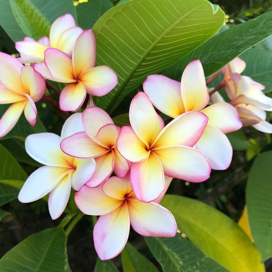Frangipani Mango Delight (Plumeria) - Ladybird Nursery