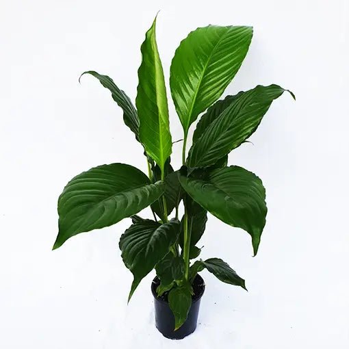 Peace Lily Maracay (Spathiphyllum) - Ladybird Nursery