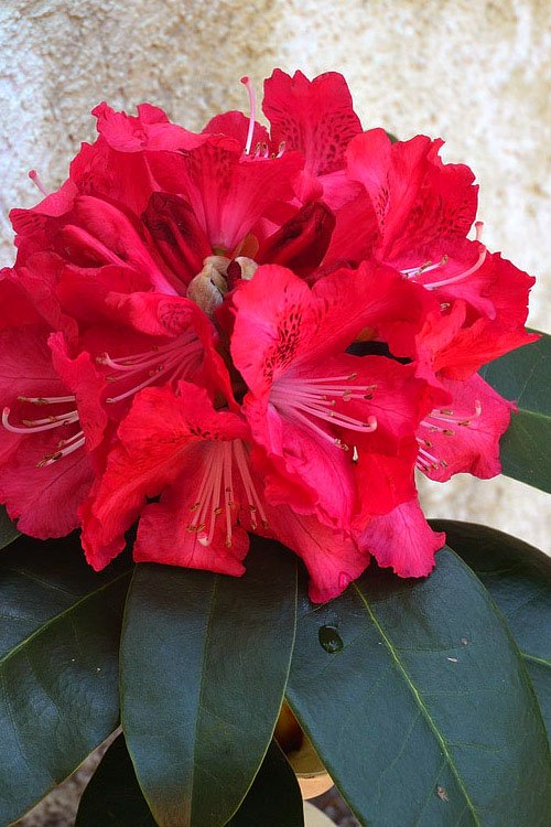 Rhododendron 'Jean Marie de Montague' - Ladybird Nursery