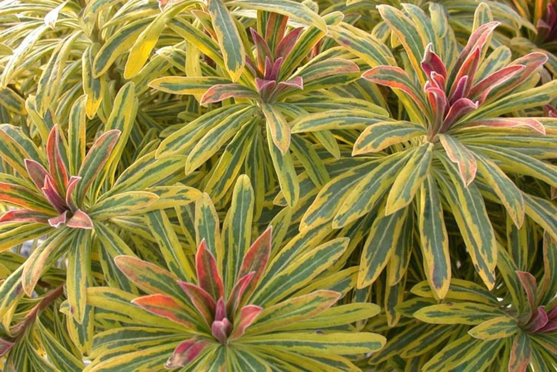 Ascot Rainbow Spurge martini (Euphorbia x) - Ladybird Nursery