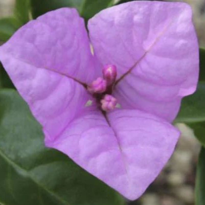 Bluey Bougainvillea (Bougainvillea Bambino™) - Ladybird Nursery