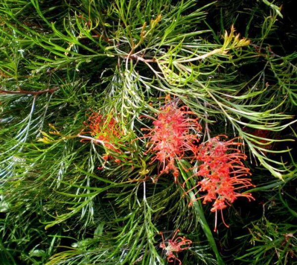 Grevillea Jester - Ladybird Nursery