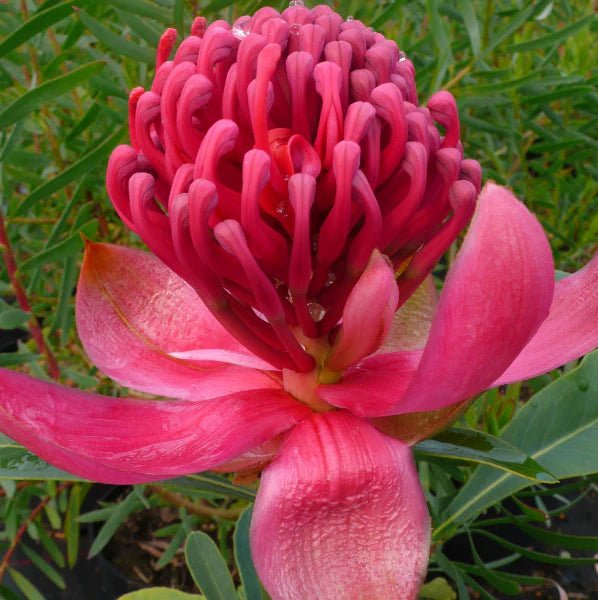Waratah Emperors Torch (Telopea) - Ladybird Nursery