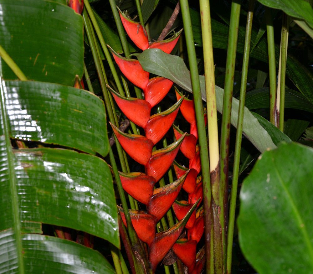 Heliconia champneiana 'Maya Blood' - Ladybird Nursery