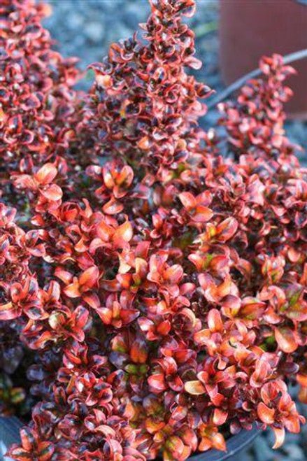 Coprosma Karo Red - Ladybird Nursery