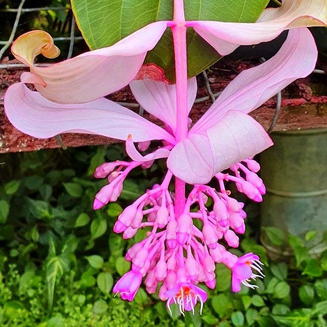 Medinilla Magnifica - Ladybird Nursery