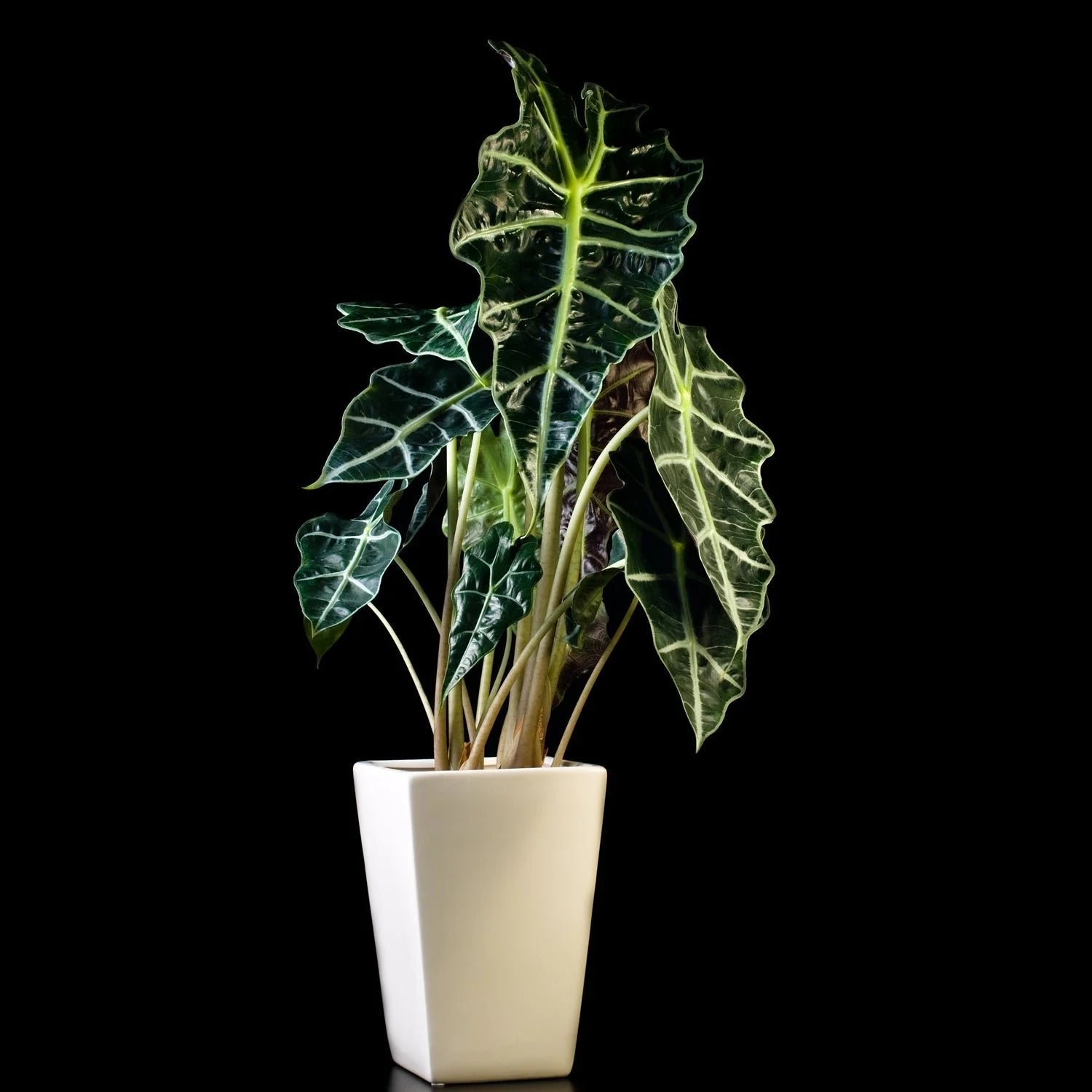 Dwarf Elephant Ear (Alocasia amazonica) - Ladybird Nursery