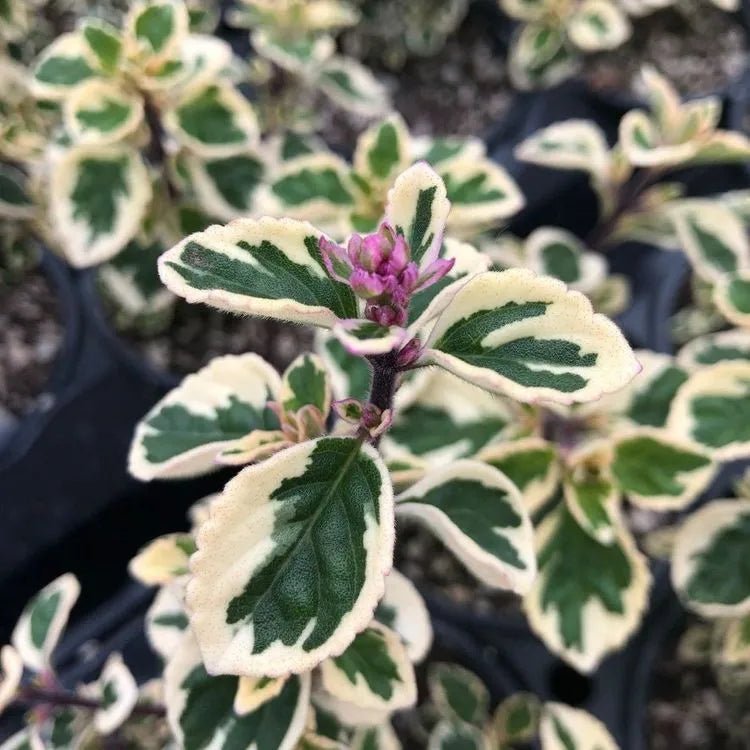 Hemizygia Candy Kisses (Hemizygia ) variegated - Ladybird Nursery