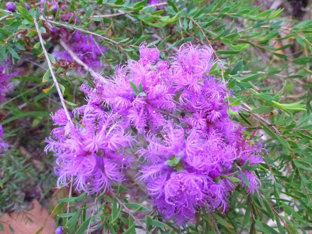 Thyme Honey Myrtle Cotton Candy (Melaleuca thymifolia) - Ladybird Nursery