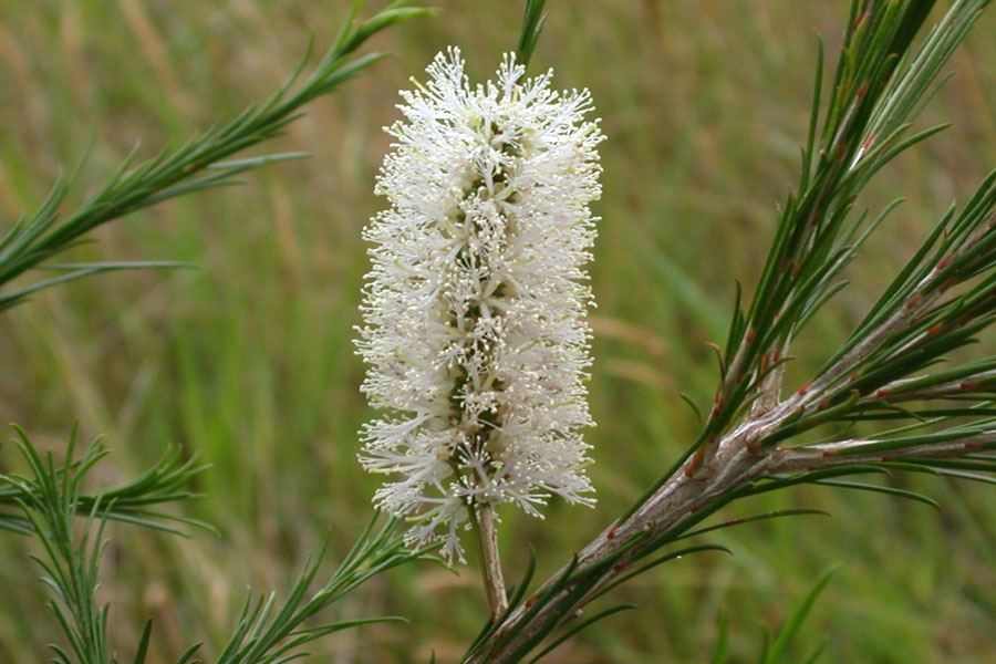 Bracelet Honey Myrtle (Melaleuca armillaris) - Ladybird Nursery