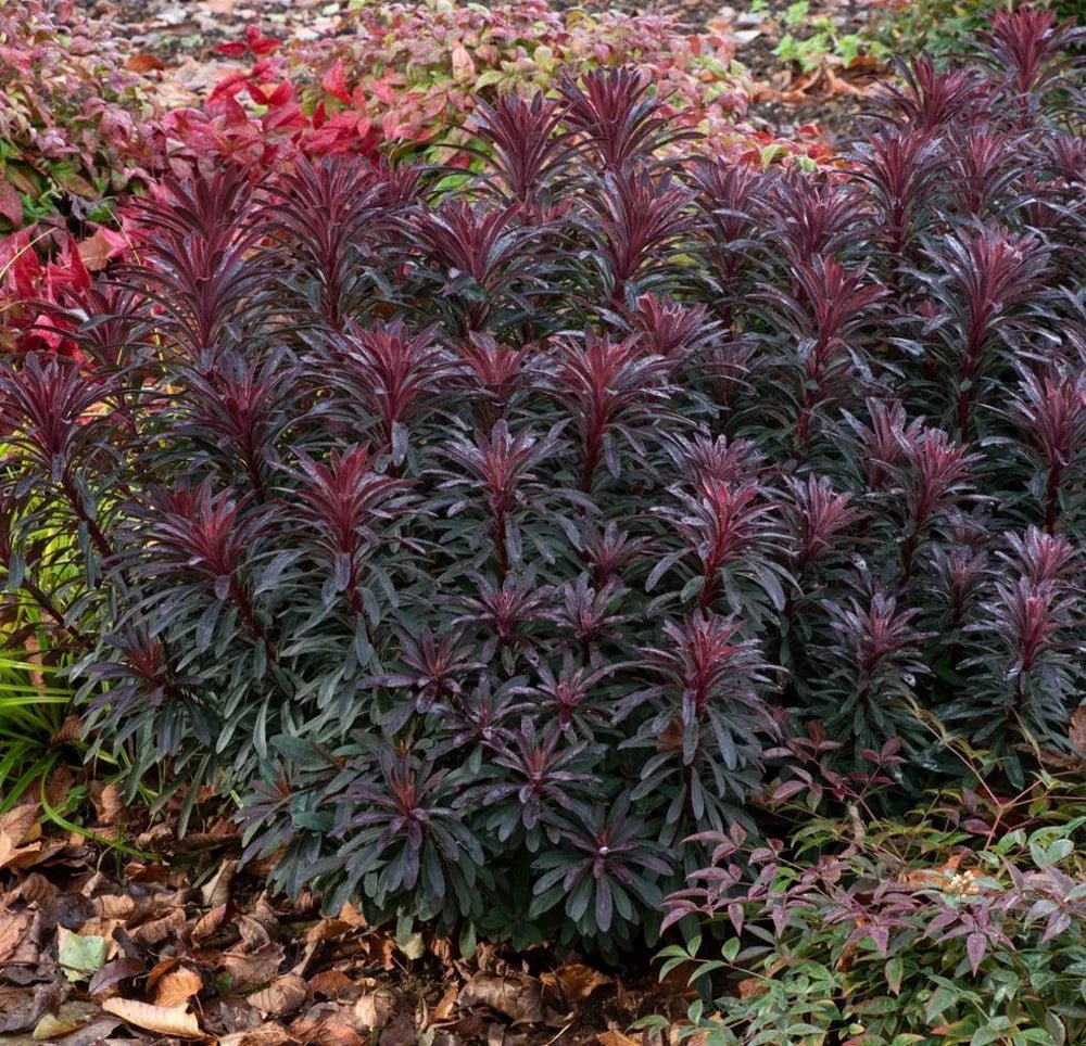 Miner’s Merlot (Euphorbia) - Ladybird Nursery