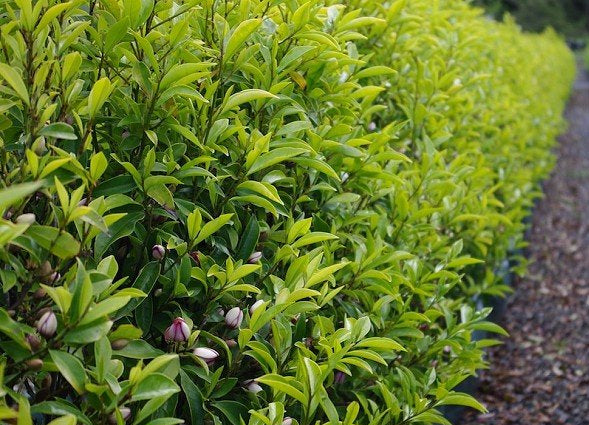 Port Wine Magnolia (Michelia figo) - Ladybird Nursery