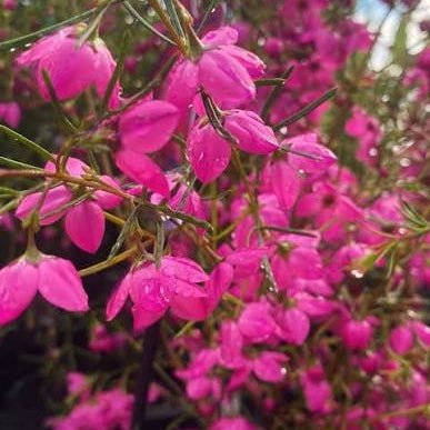 Boronia 'Mirabelle' - Ladybird Nursery