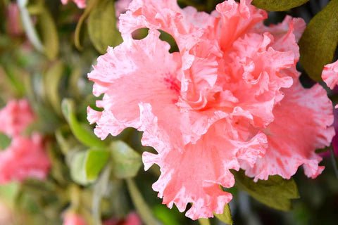 Azalea indica Mistral - Ladybird Nursery
