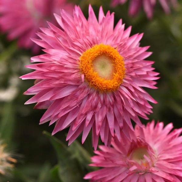Paper Daisy Mohave Pink (Bracteantha) - Ladybird Nursery