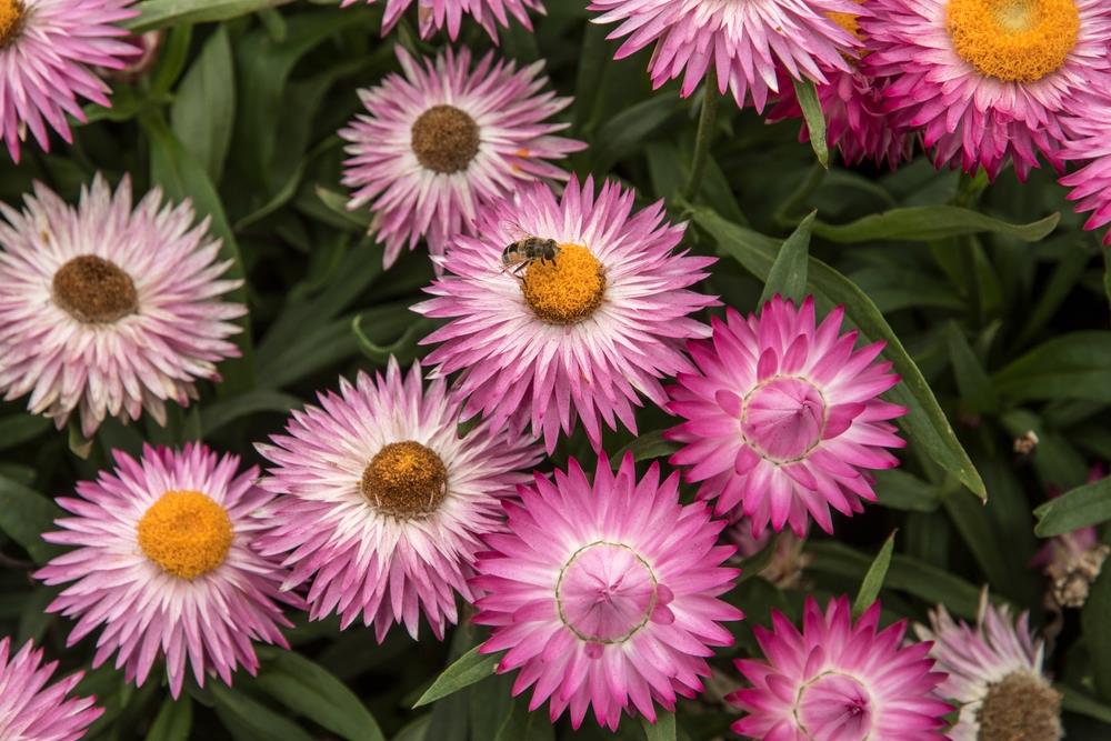 Paper Daisy Mohave Pink (Bracteantha) - Ladybird Nursery