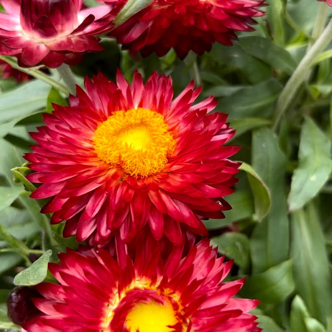 Paper Daisy Mohave Purple Red (Bracteantha) - Ladybird Nursery