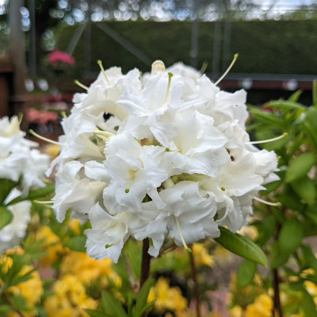 Azalea Mollis 'White Throat' - Ladybird Nursery