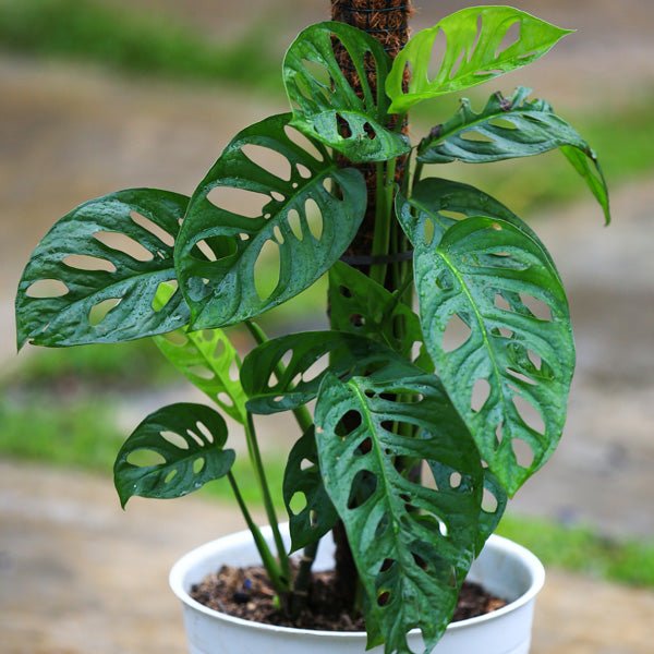 Swiss Cheese Plant (Monstera siltepecana) - Ladybird Nursery