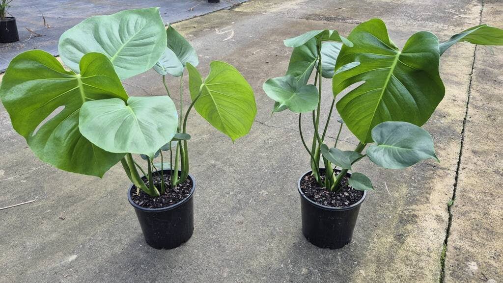 Monstera Fruit Salad Tree (Monstera Deliciosa) - Ladybird Nursery