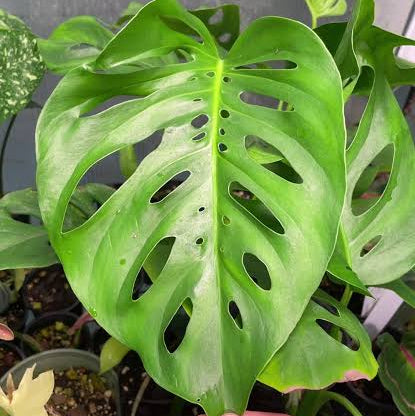Monstera 'Uno' (Monstera Hybrid) - Ladybird Nursery