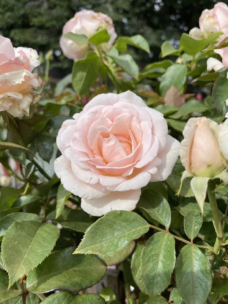 Rose 'Mothers Love' (Bareroot) - Ladybird Nursery