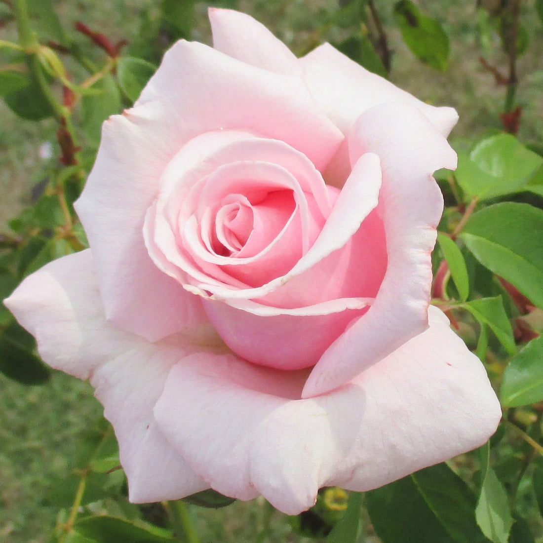 Rose 'Mothers Love' (Bareroot) - Ladybird Nursery